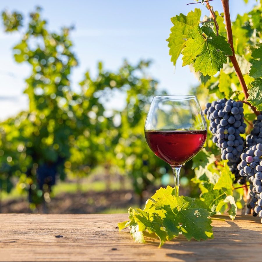 Verre de vin rouge sous le soleil d'automne et grappe de raisin noir au milieu des vignes avant les vendanges.
